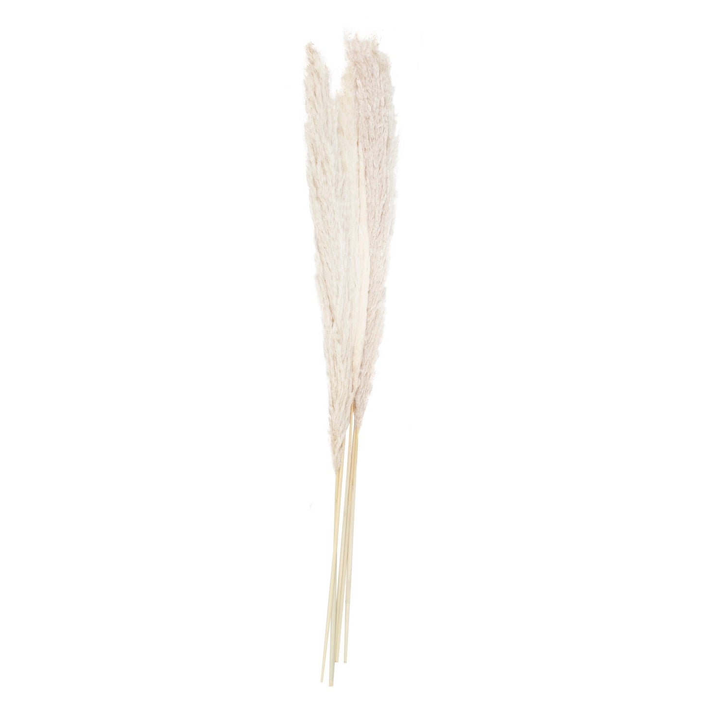 Bleached Pampas Grass Decorations- 5 Inner Pack