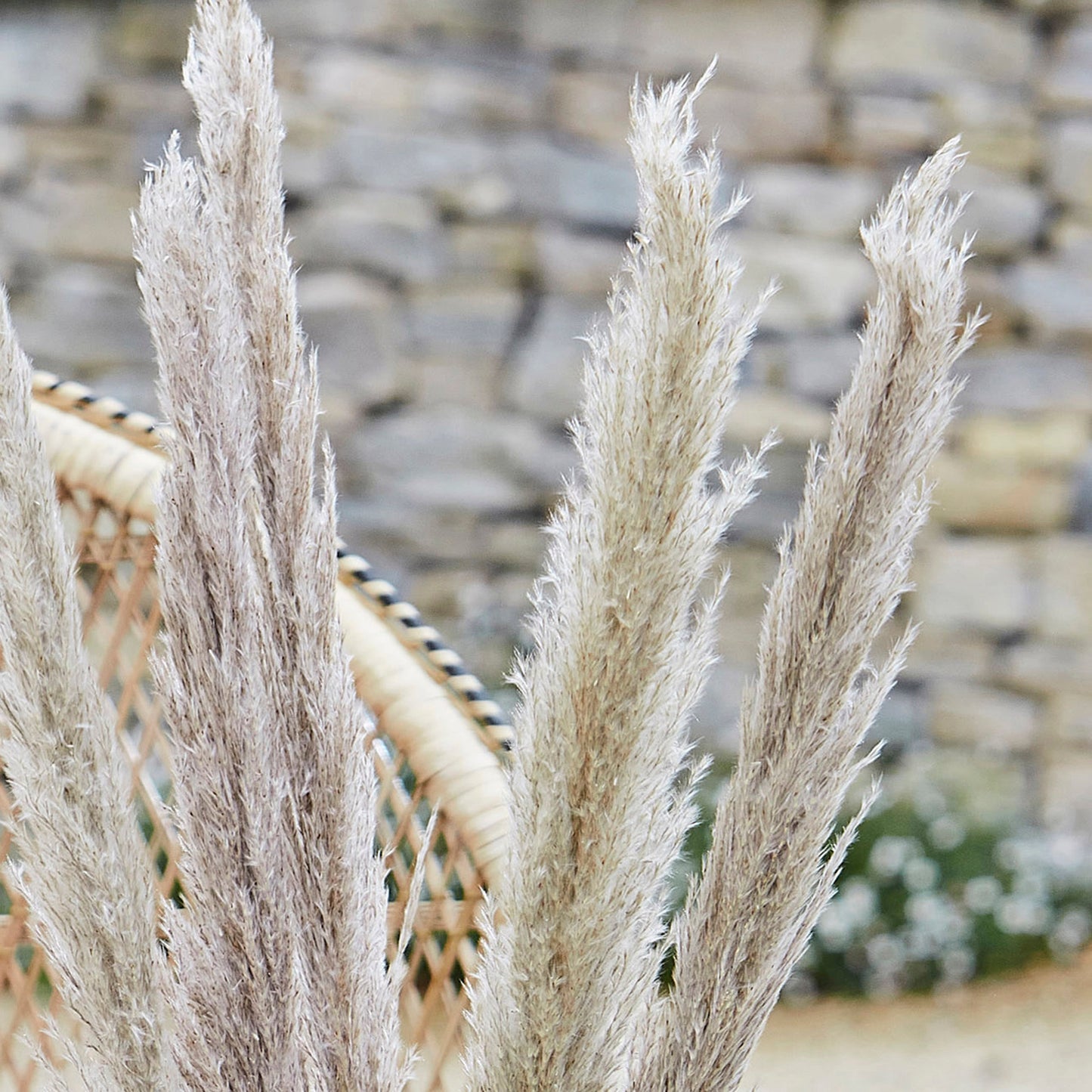 Natural Pampas Grass Decorations- 5 Inner Pack